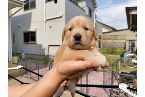 成約済の岐阜県のゴールデンレトリーバー-140577の10枚目