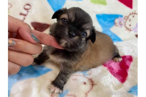 商談中の茨城県のその他の犬種-141533の4枚目