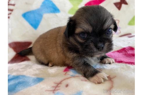 商談中の茨城県のその他の犬種-141533の5枚目