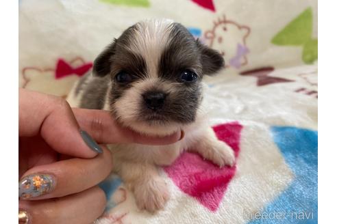 商談中の茨城県のその他の犬種-141536の6枚目