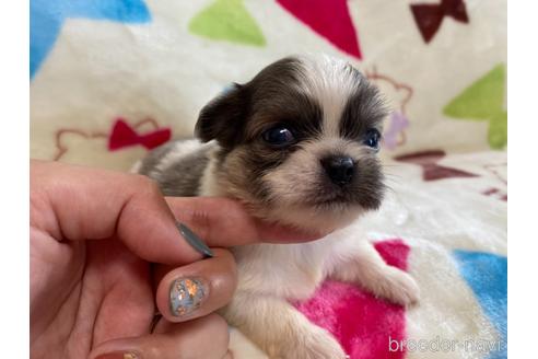 商談中の茨城県のその他の犬種-141536の2枚目