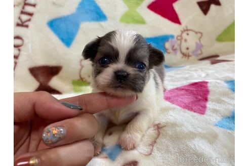 商談中の茨城県のその他の犬種-141536の5枚目