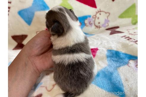 商談中の茨城県のその他の犬種-141536の4枚目