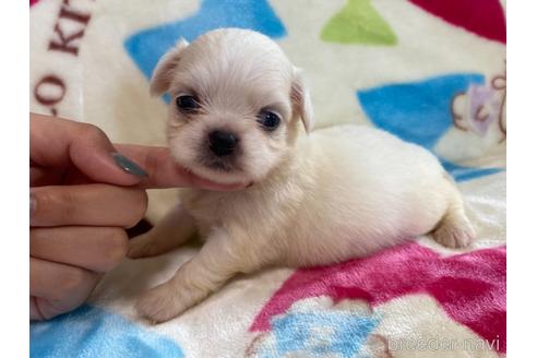 商談中の茨城県のその他の犬種-141537の2枚目