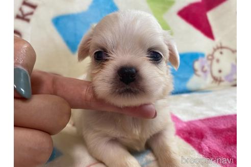 商談中の茨城県のその他の犬種-141537