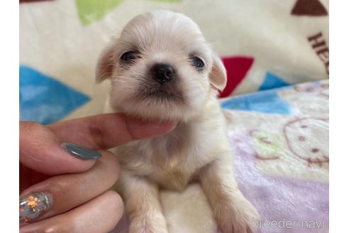 商談中の茨城県のその他の犬種-141537の6枚目