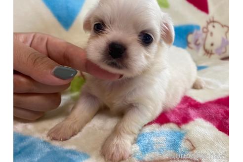 商談中の茨城県のその他の犬種-141537の3枚目