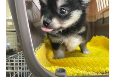 成約済の愛媛県のポメチワ:ポメラニアン×チワワ-141545の3枚目