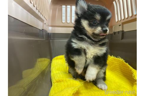 成約済の愛媛県のポメチワ:ポメラニアン×チワワ-141545の4枚目