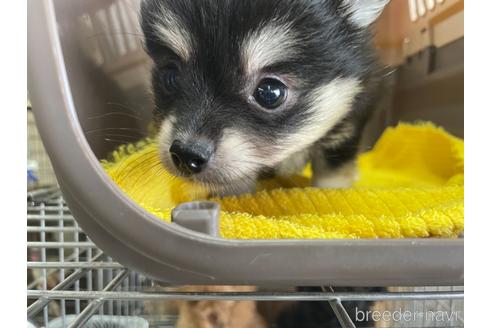 成約済の愛媛県のポメチワ:ポメラニアン×チワワ-141545の5枚目