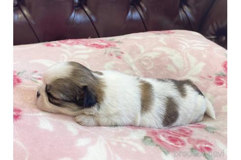成約済の香川県のミックス犬-141553の4枚目