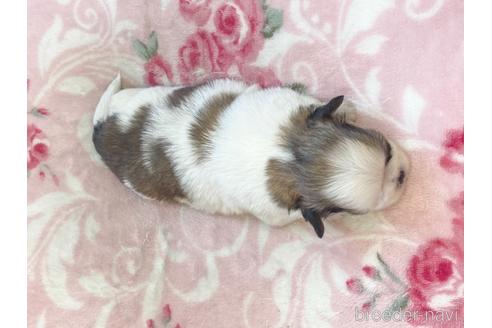 成約済の香川県のミックス犬-141553の2枚目