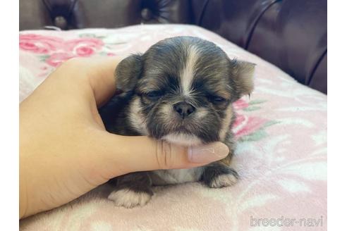 成約済の香川県のミックス犬-141554の1枚目