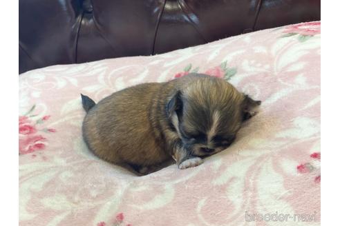 成約済の香川県のミックス犬-141554の3枚目