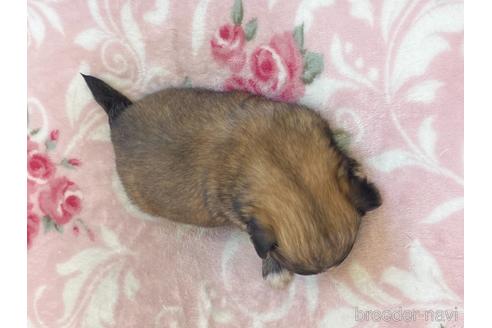 成約済の香川県のミックス犬-141554の4枚目