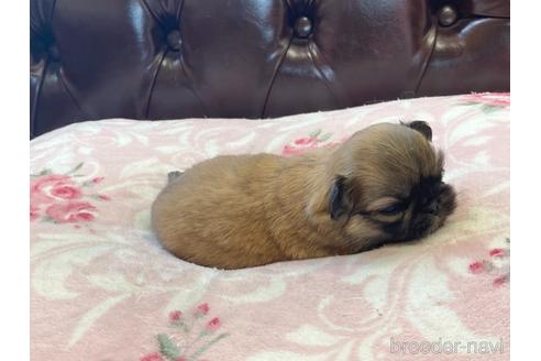 成約済の香川県のミックス犬-141556の3枚目