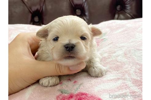 成約済の香川県のポメマル:ポメラニアン×マルチーズ-141562