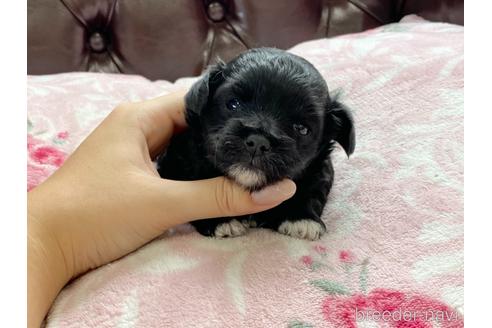 成約済の香川県のチワプー:チワワ×トイプードル-141567の1枚目