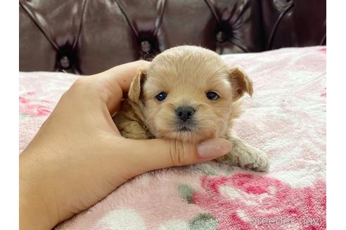 成約済の香川県のチワプー:チワワ×トイプードル-141573の1枚目