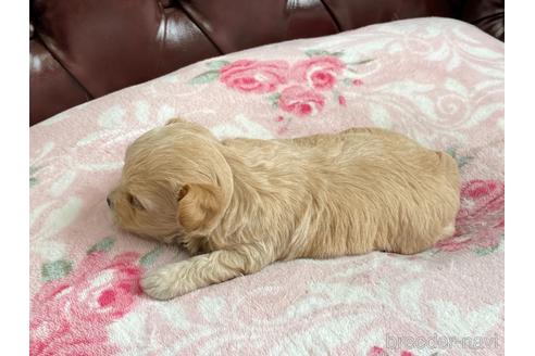 成約済の香川県のチワプー:チワワ×トイプードル-141573の2枚目