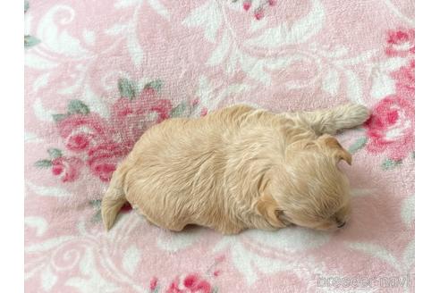 成約済の香川県のチワプー:チワワ×トイプードル-141573の4枚目