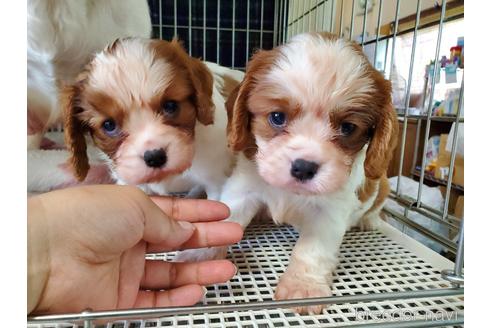 成約済の愛知県のキャバリアキングチャールズスパニエル-141251の3枚目