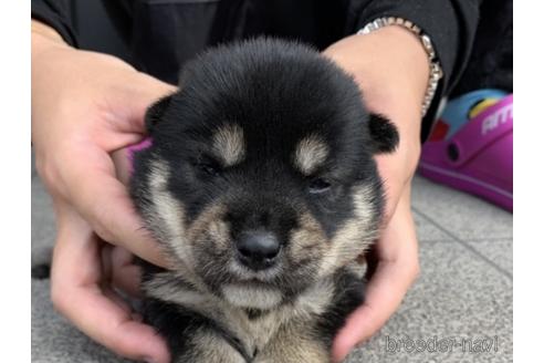 成約済の長崎県の柴犬-141578の1枚目