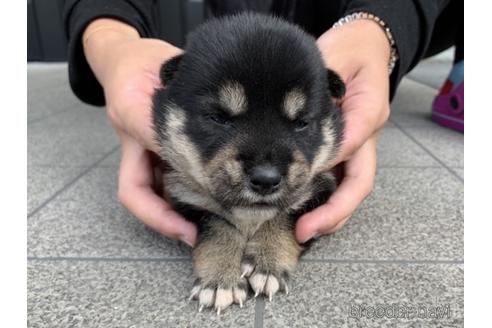 成約済の長崎県の柴犬-141578の5枚目