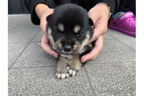 成約済の長崎県の柴犬-141578の4枚目