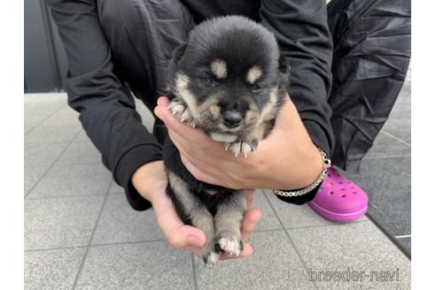 成約済の長崎県の柴犬-141578の3枚目