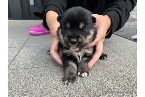 成約済の長崎県の柴犬-141578の2枚目