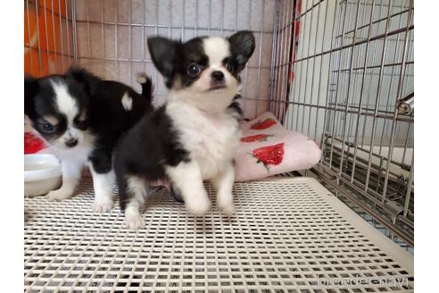 成約済の愛知県のチワワ(ロングコート)-138672の7枚目