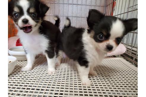 成約済の愛知県のチワワ(ロングコート)-138672の5枚目