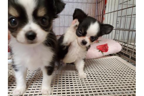 成約済の愛知県のチワワ(ロングコート)-138672の4枚目