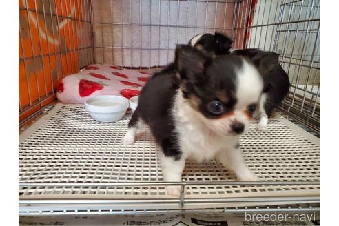 成約済の愛知県のチワワ(ロングコート)-138672の2枚目