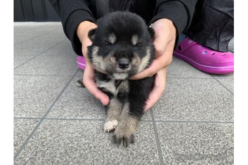 成約済の長崎県の柴犬-141579の5枚目