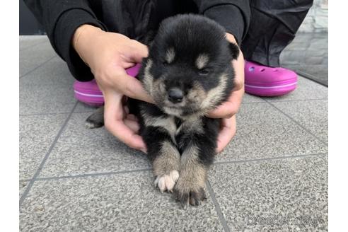 成約済の長崎県の柴犬-141579の4枚目