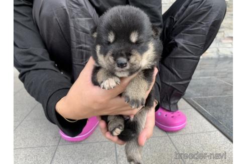 成約済の長崎県の柴犬-141579の3枚目