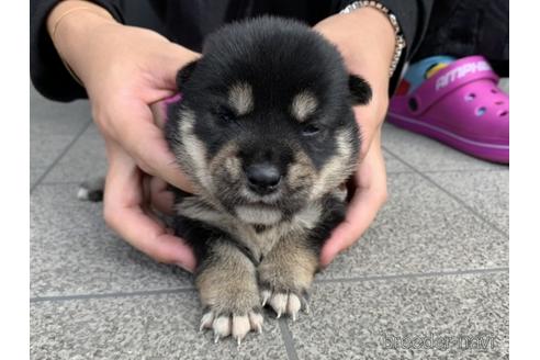 成約済の長崎県の柴犬-141579の2枚目