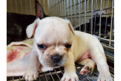 成約済の愛知県のフレンチブルドッグ-141275の2枚目