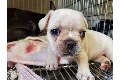 成約済の愛知県のフレンチブルドッグ-141275の4枚目