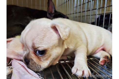 成約済の愛知県のフレンチブルドッグ-141275の3枚目