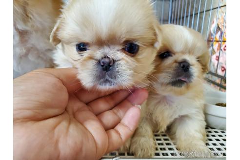 成約済の愛知県のペキニーズ-140464