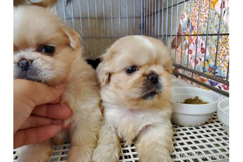 成約済の愛知県のペキニーズ-140464の5枚目