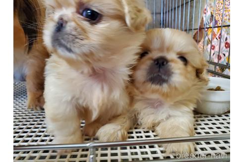 成約済の愛知県のペキニーズ-140464の4枚目