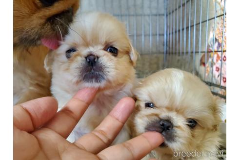 成約済の愛知県のペキニーズ-140464の7枚目