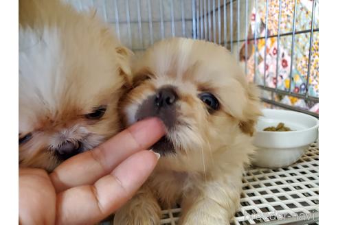 成約済の愛知県のペキニーズ-140464の3枚目