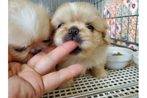 成約済の愛知県のペキニーズ-140464の2枚目