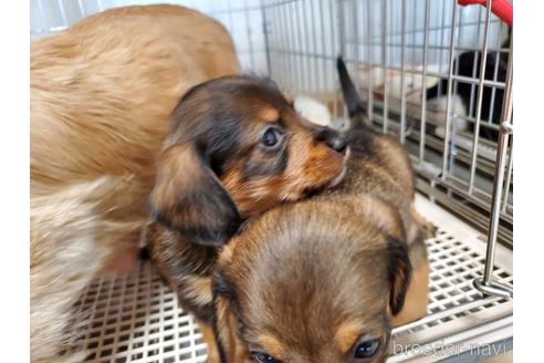 成約済の愛知県のミニチュアダックスフンド(ロングヘアード)-141580の5枚目