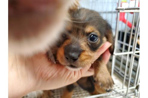 成約済の愛知県のミニチュアダックスフンド(ロングヘアード)-141580の4枚目